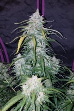 Pineapple Express Auto