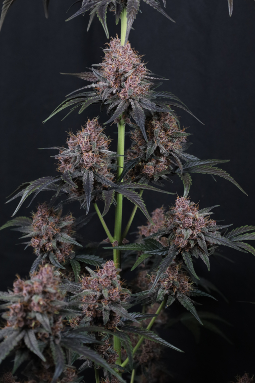 Mango Cherry Runtz Auto