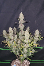 Tropicana Cookies Auto