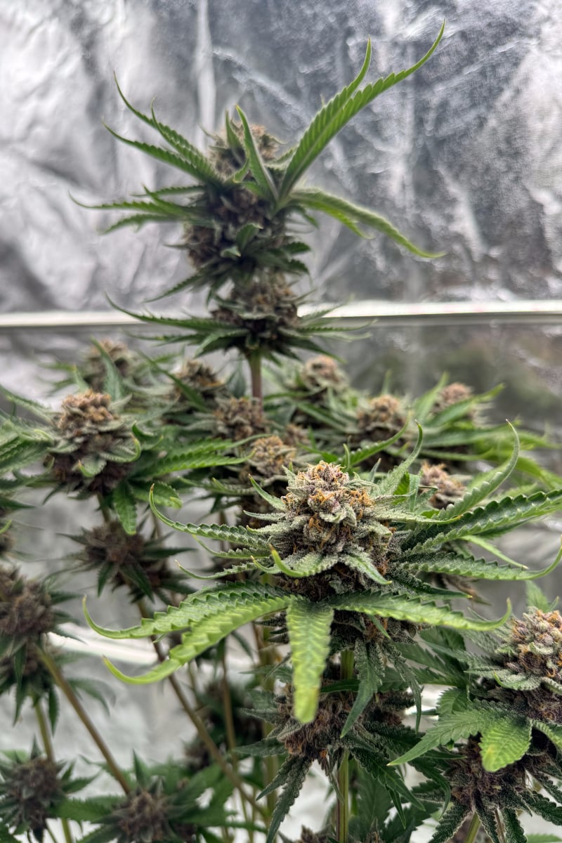 Photo of Cherry Cola Auto RF3