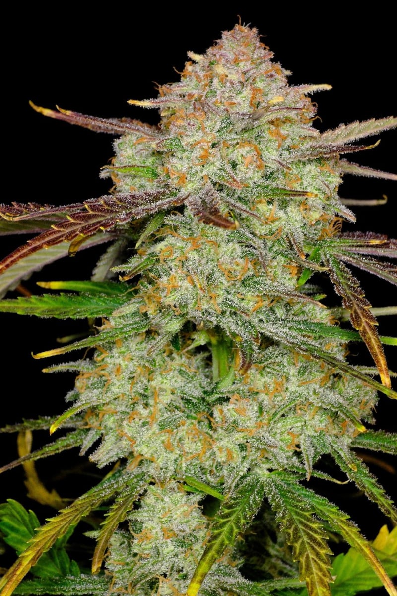 Photo of Frostbanger Auto