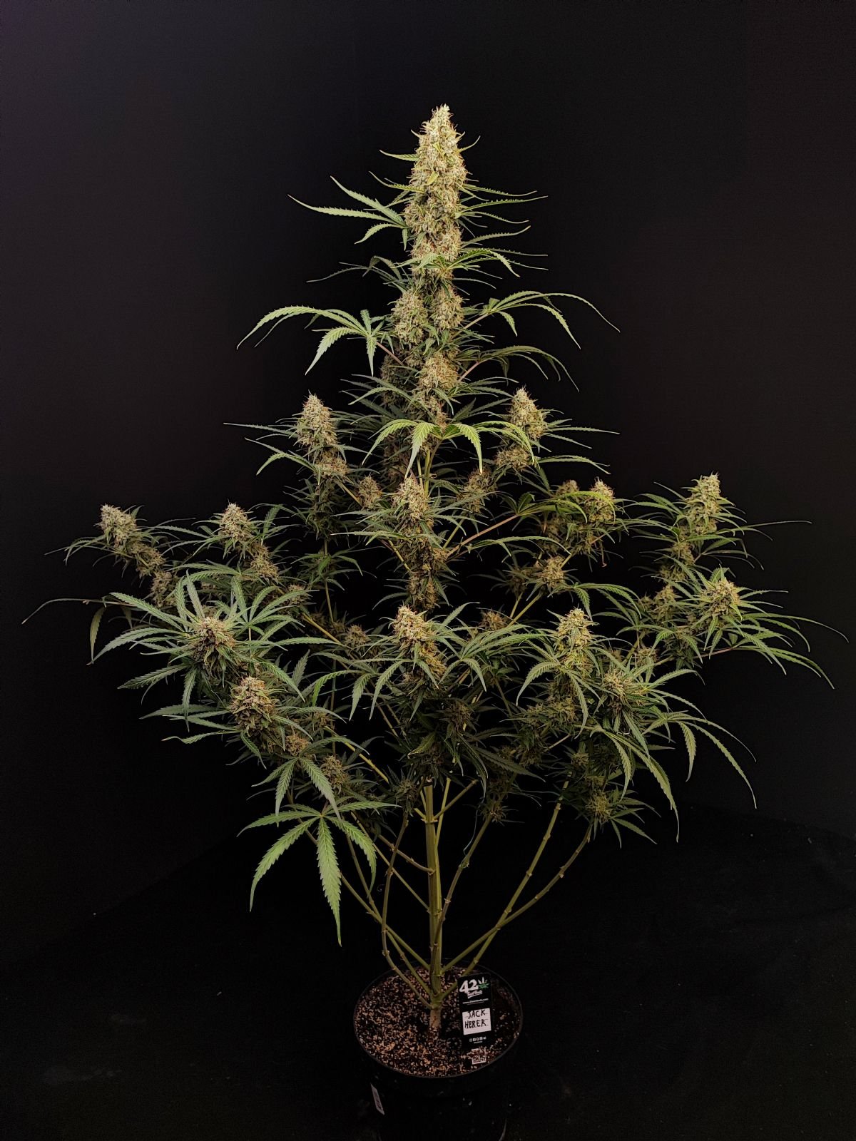 Jack Herer Auto Cannabis Seeds – Buy Jack Herer Weed Strain