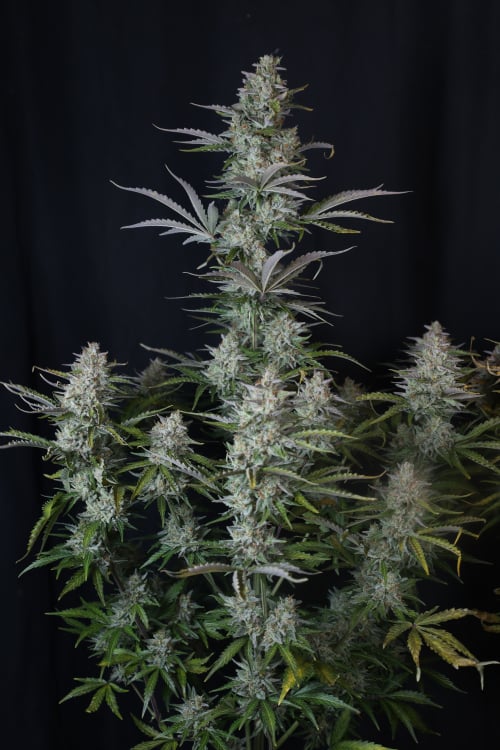 Gorilla Z Auto
