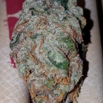Girl Scout Cookies