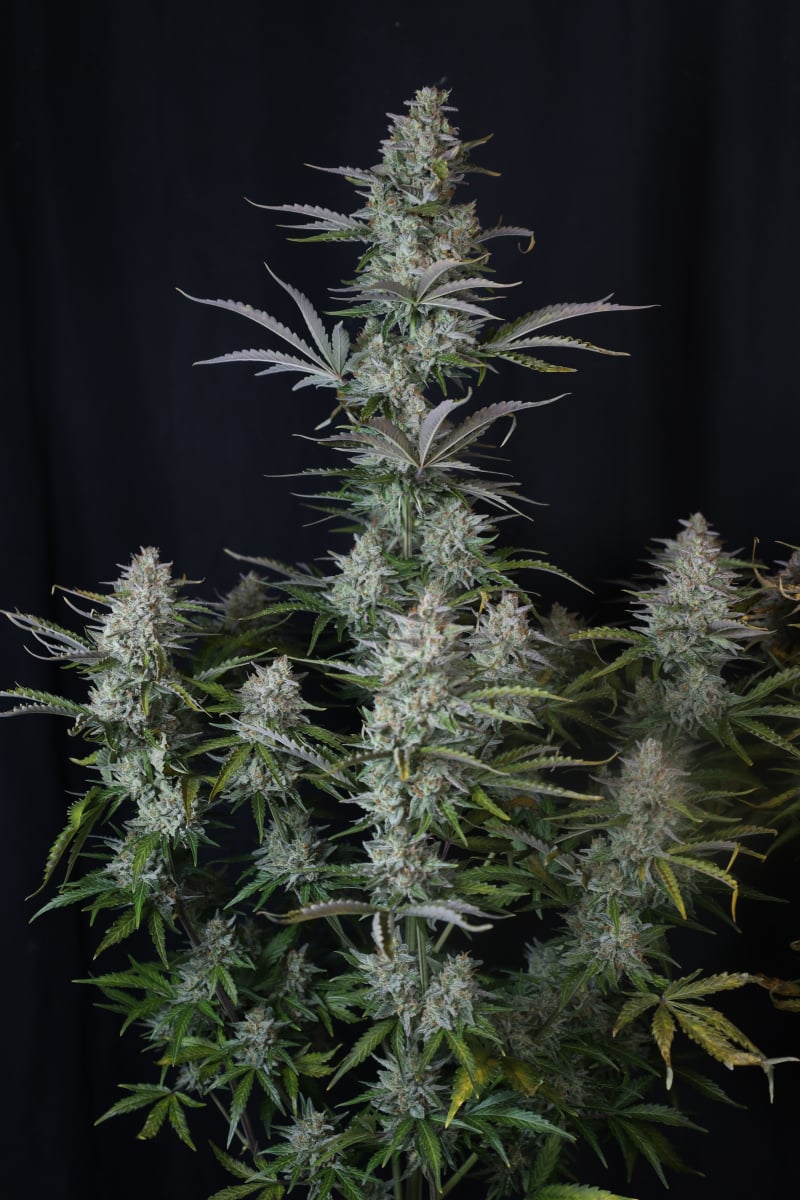Photo of Gorilla Z Auto