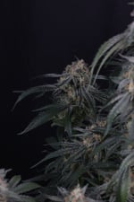 Garlic Mint Sherbet Auto
