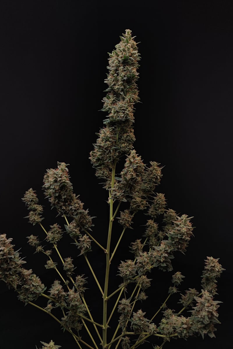 Photo of Chemdawg Auto