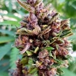 LSD-25 Feminised Seeds - FastBuds Autoflowering Cannabis Seeds