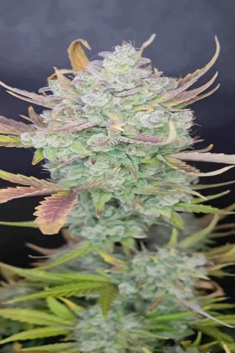 Gelato Auto video