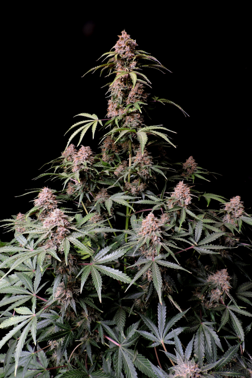 Buy Amnesia Zkittlez Auto Cannabis Seeds | Fast Buds