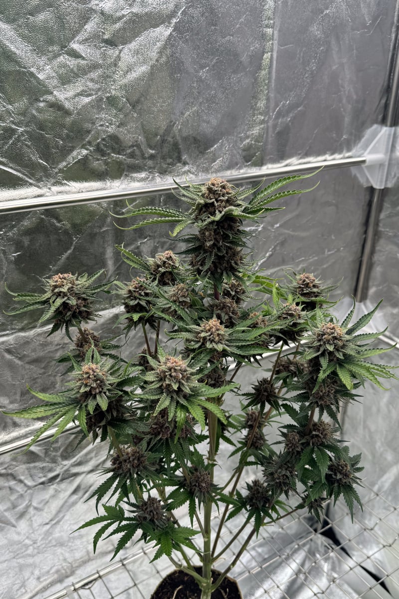 Photo of Cherry Cola Auto RF3