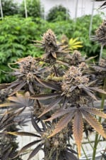 Banana Purple Punch Auto RF3