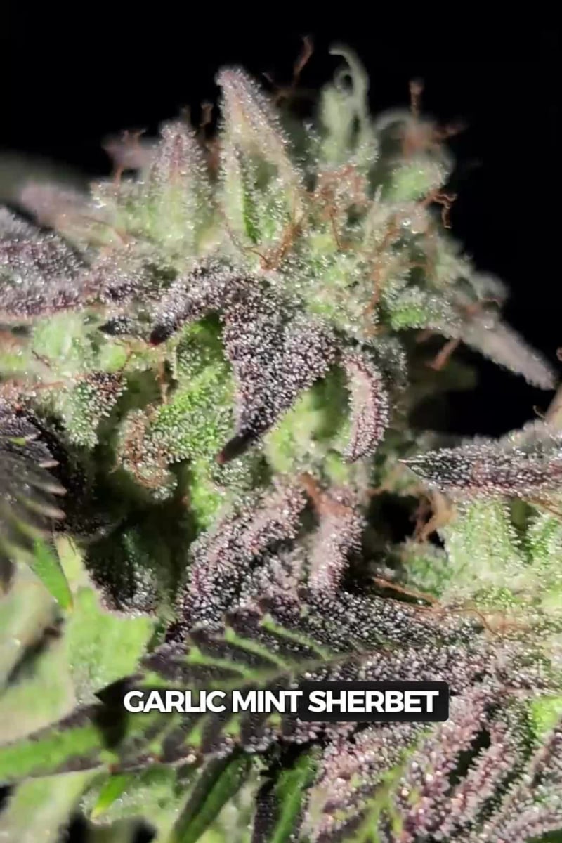 Garlic Mint Sherbet video