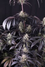 Strawberry Gorilla Auto RF3