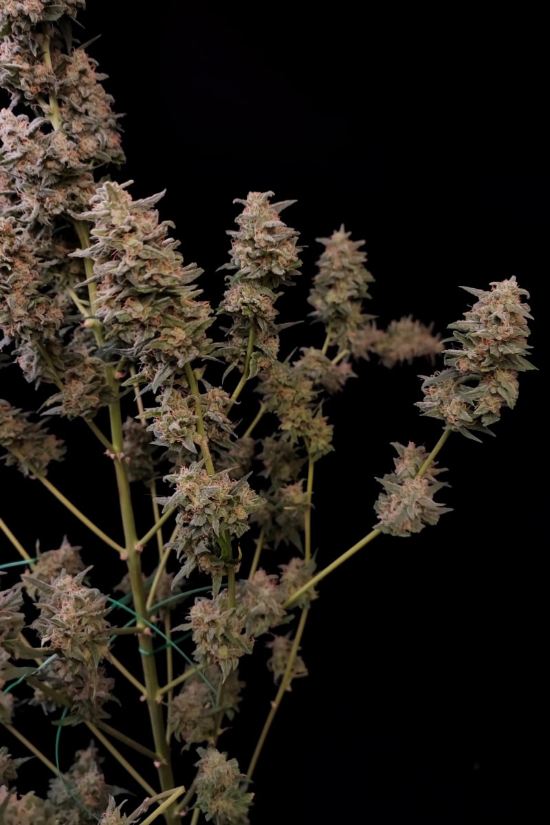 Photo of Critical Auto