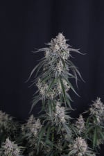 GMO Auto