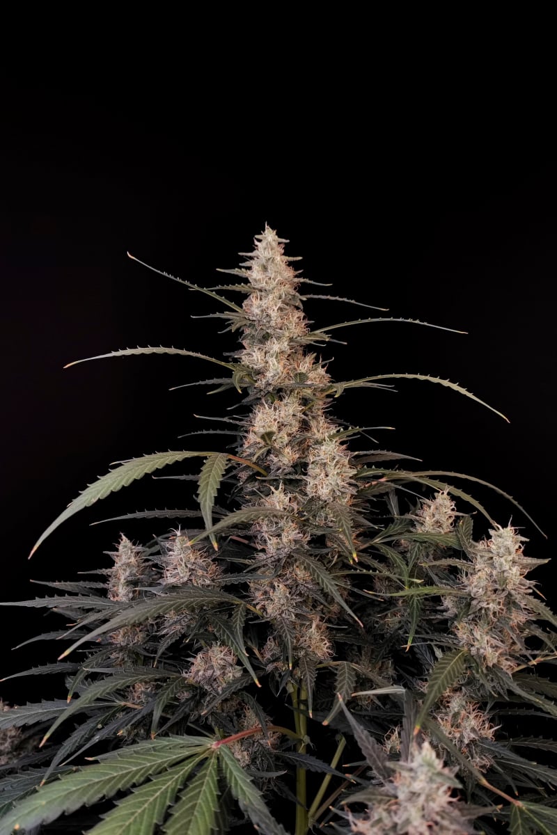 Photo of Amnesia Haze Auto