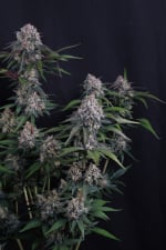 Lemon Cherry Sundae Auto