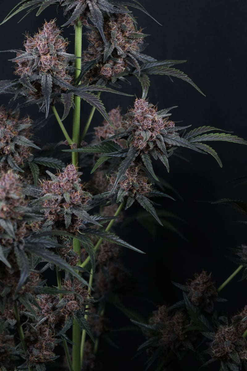 Photo of Mango Cherry Runtz Auto