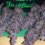 LSD-25 Auto Seeds - Fast Buds Autoflowering Cannabis