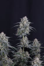 Garlic Mint Sherbet Auto