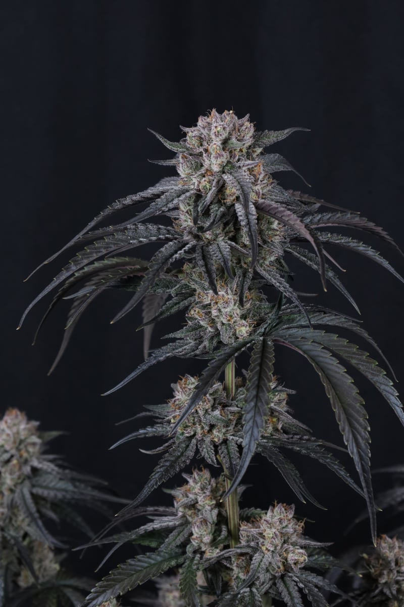 Photo of Mango Frost Auto