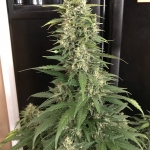Blue Dream´matic