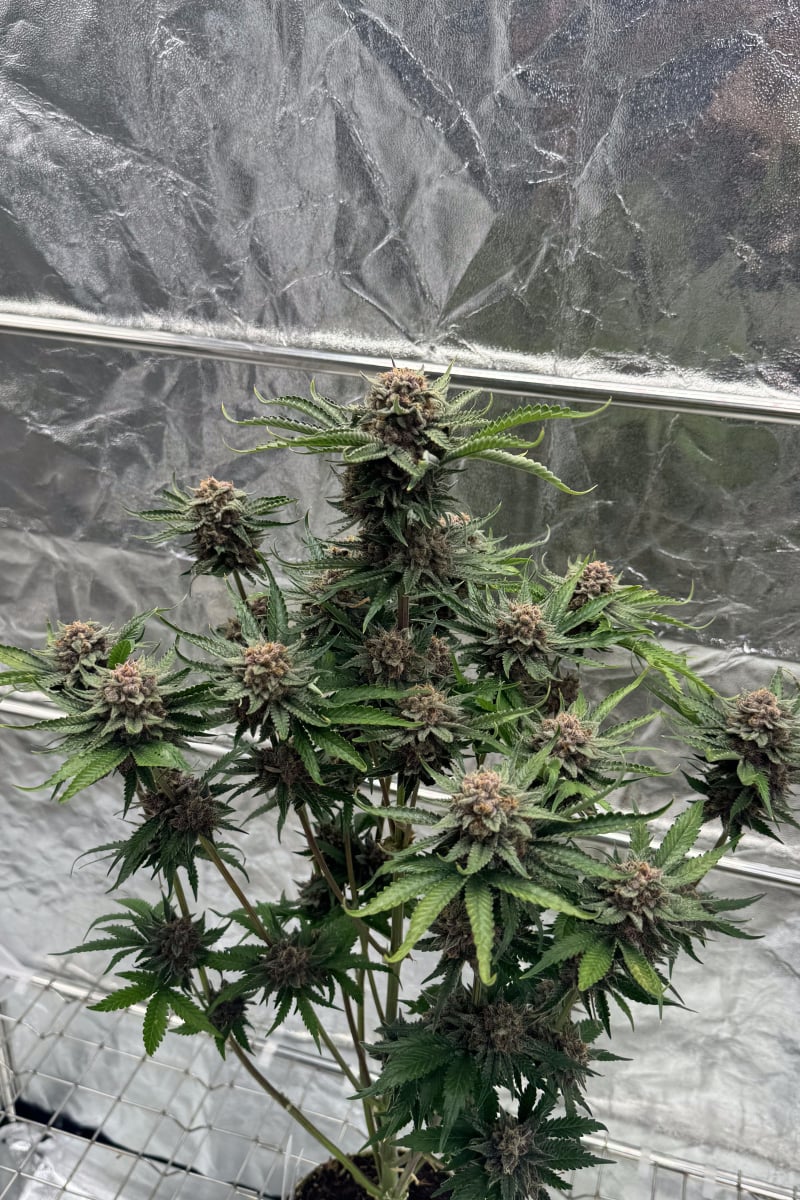 Photo of Cherry Cola Auto RF3