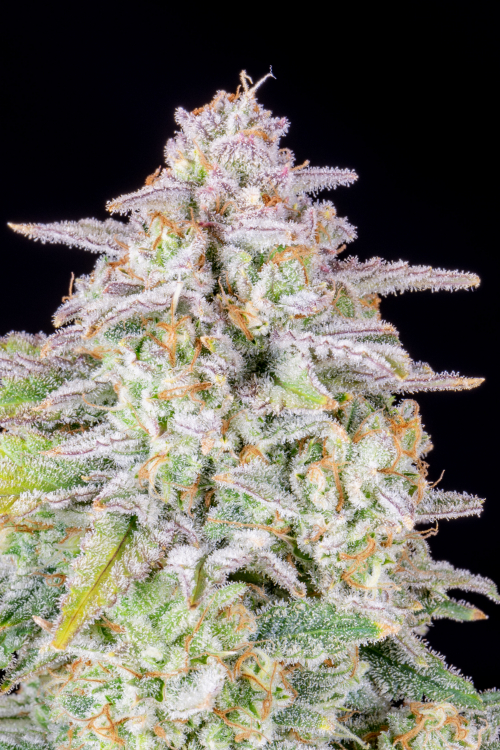 Buy Forbidden Runtz Auto Cannabis Seeds | Fast Buds