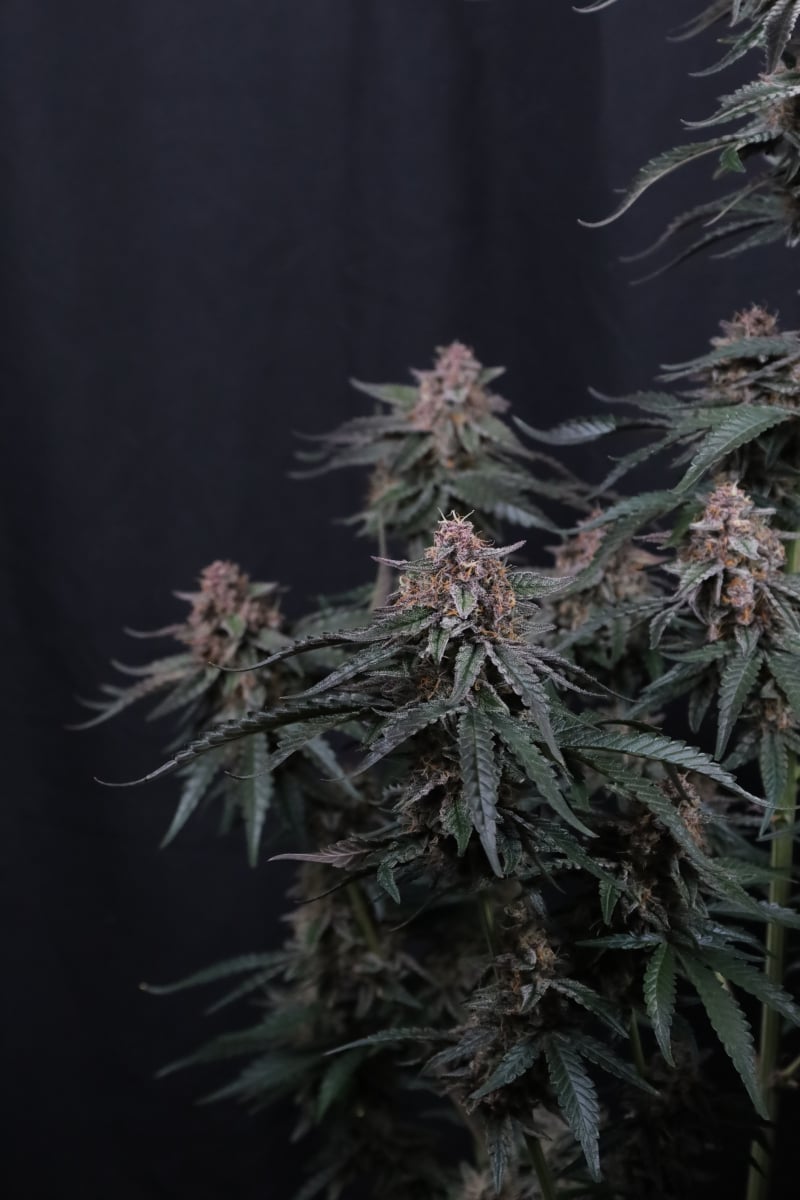 Photo of Mendo Cherry Cookies Auto