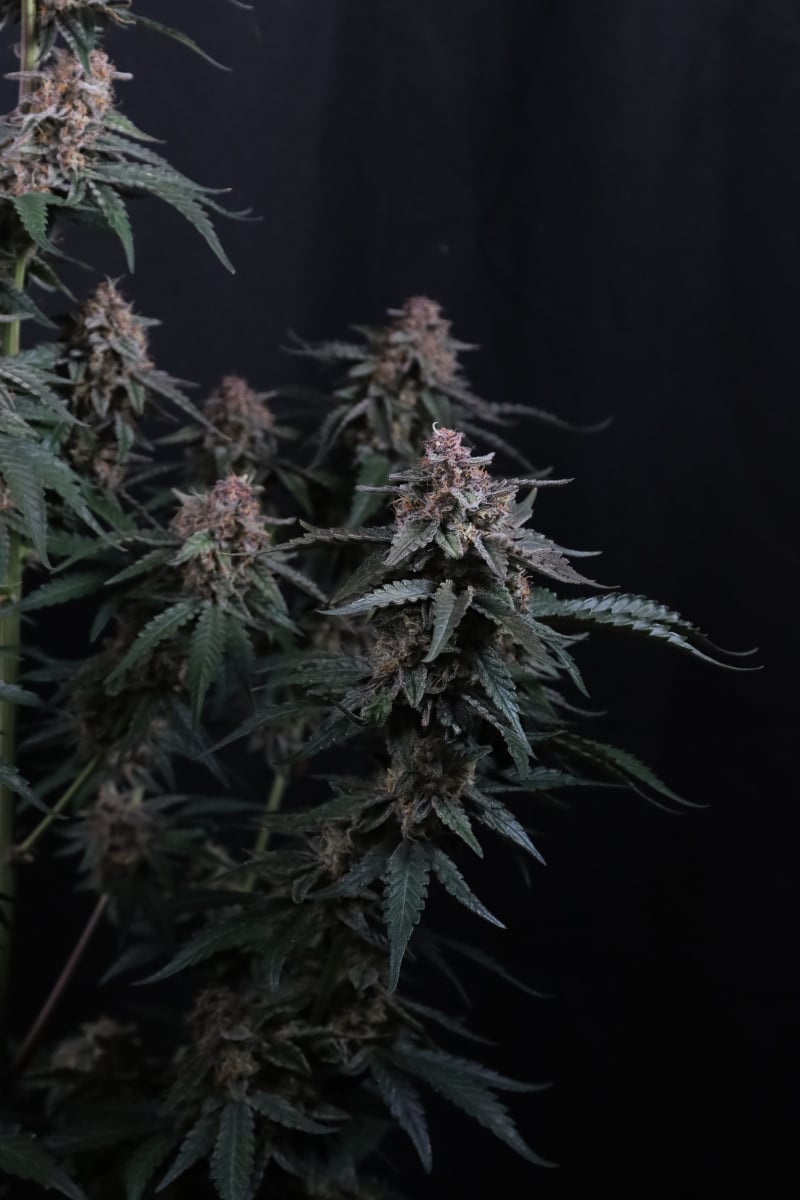 Photo of Mendo Cherry Cookies Auto