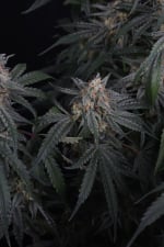 Garlic Mint Sherbet Auto