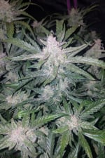 Mexican Airlines Auto