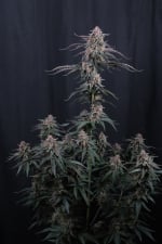 Mendo Cherry Cookies Auto