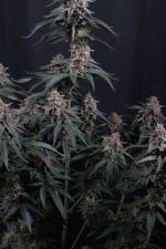 Mendo Cherry Cookies Auto