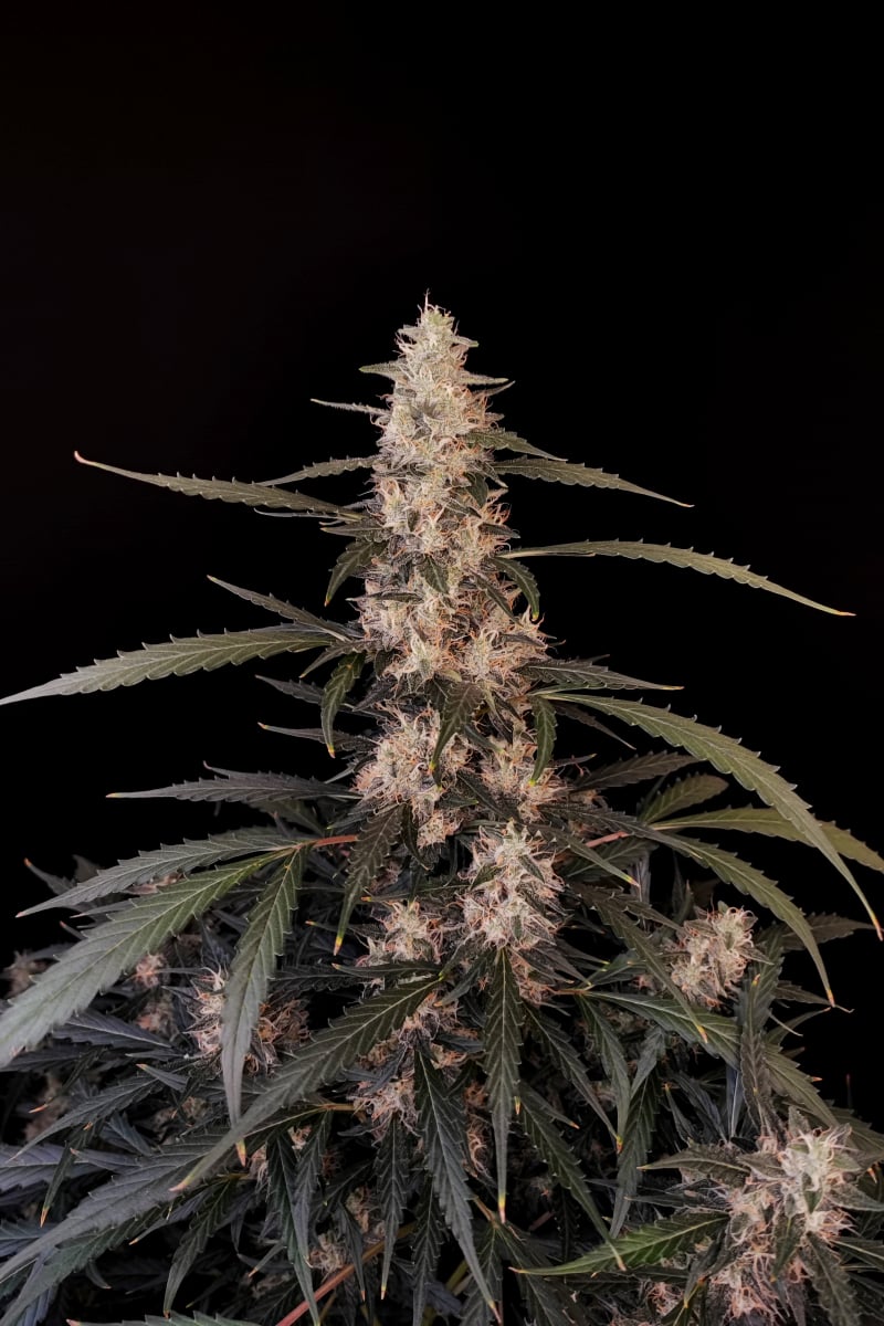 Photo of Amnesia Haze Auto