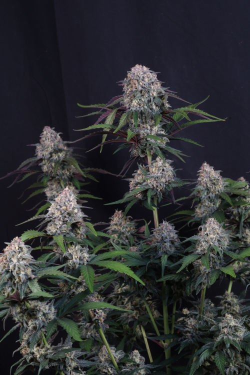 Lemon Cherry Sundae Auto