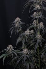 Mango Frost Auto