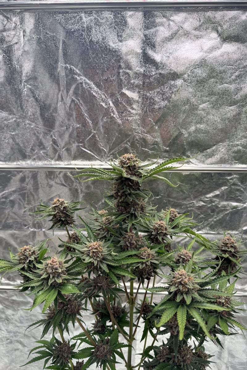 Photo of Cherry Cola Auto RF3