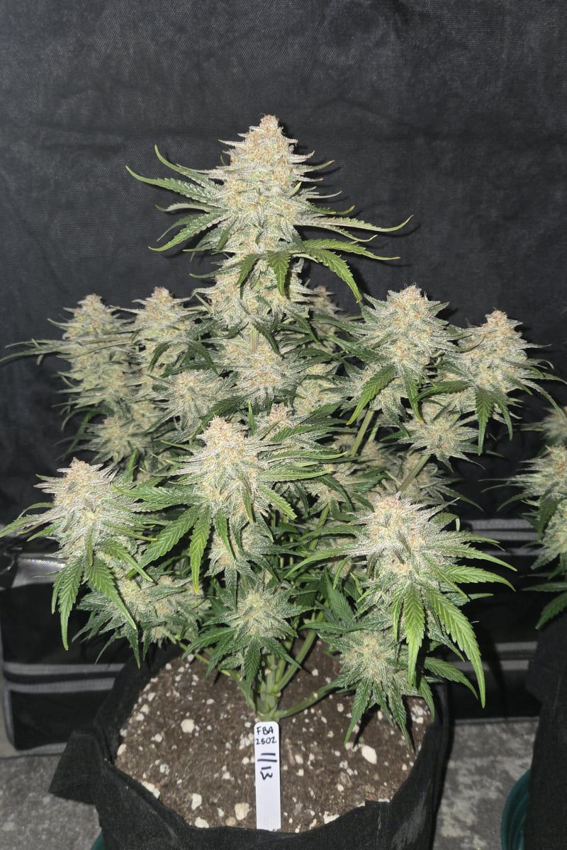 Photo of Frostbanger Auto