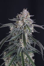 GMO Auto