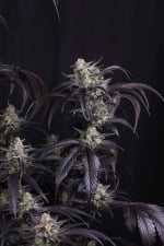 Strawberry Gorilla Auto RF3