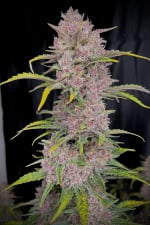 Banana Purple Punch Auto