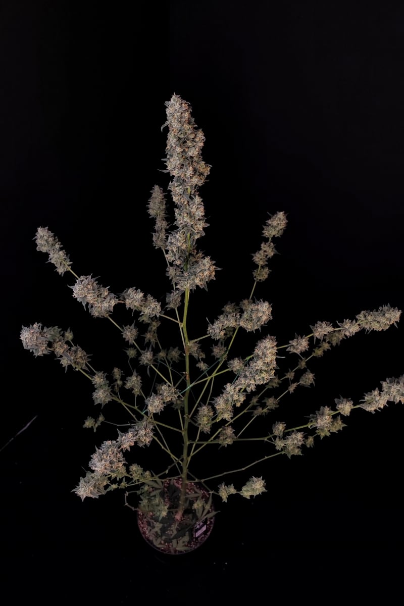 Photo of BubbleGum Auto