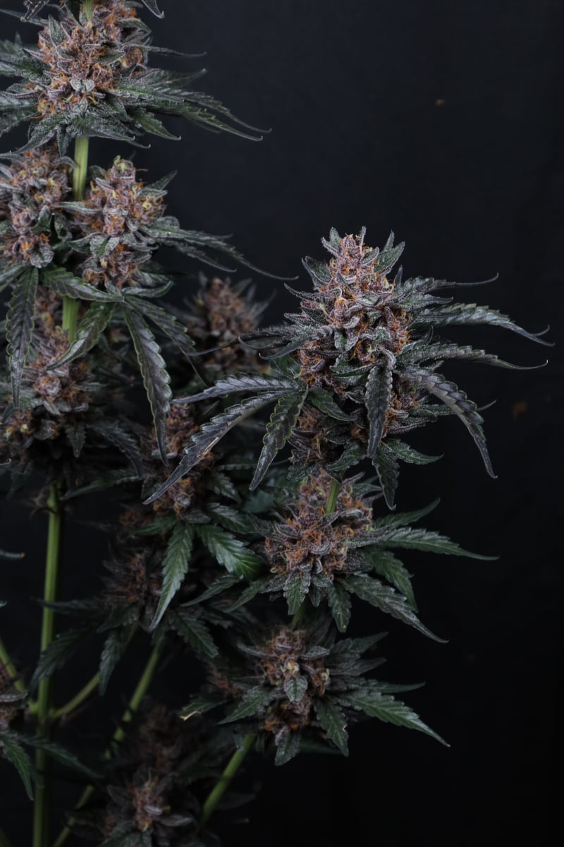 Photo of Mango Cherry Runtz Auto