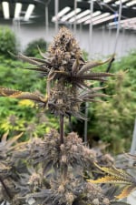 Banana Purple Punch Auto RF3