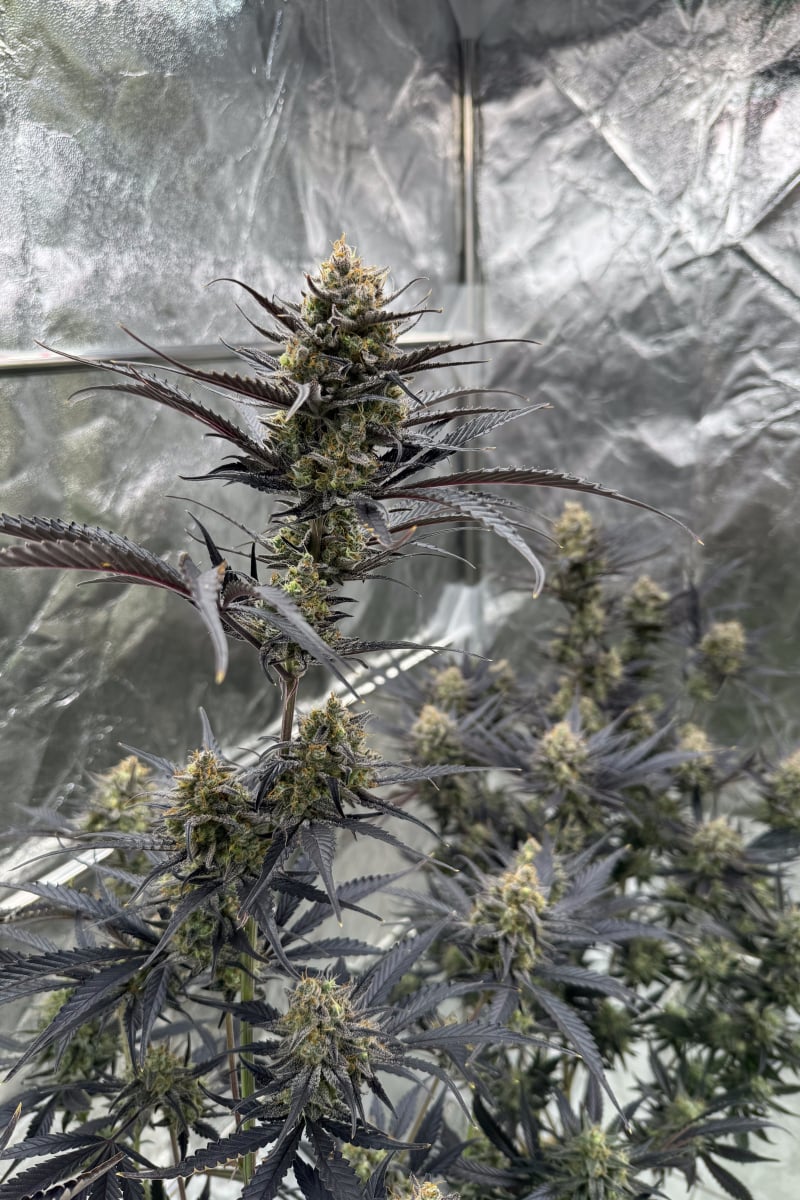 Photo of Guava Auto RF3