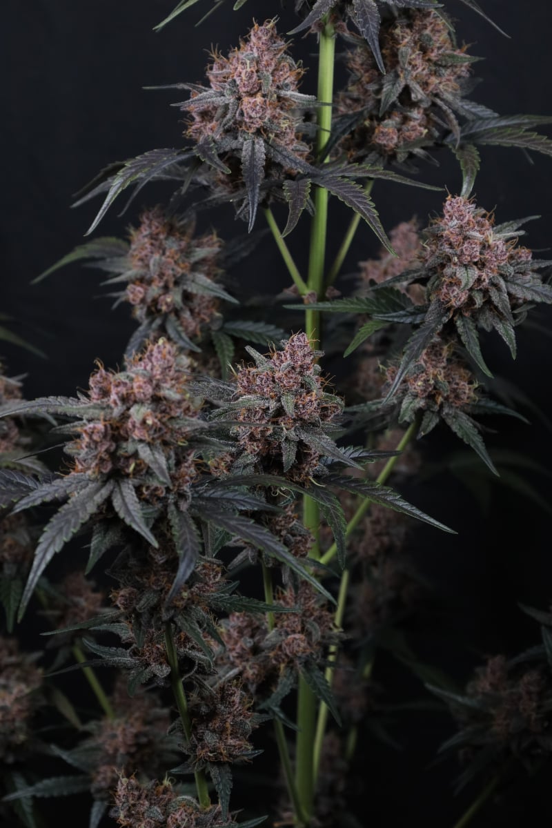 Photo of Mango Cherry Runtz Auto