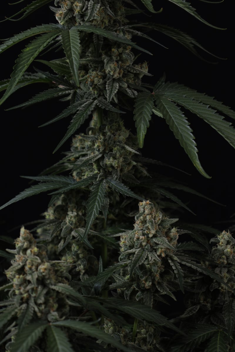 Photo of Banana Cherry Cookies Auto