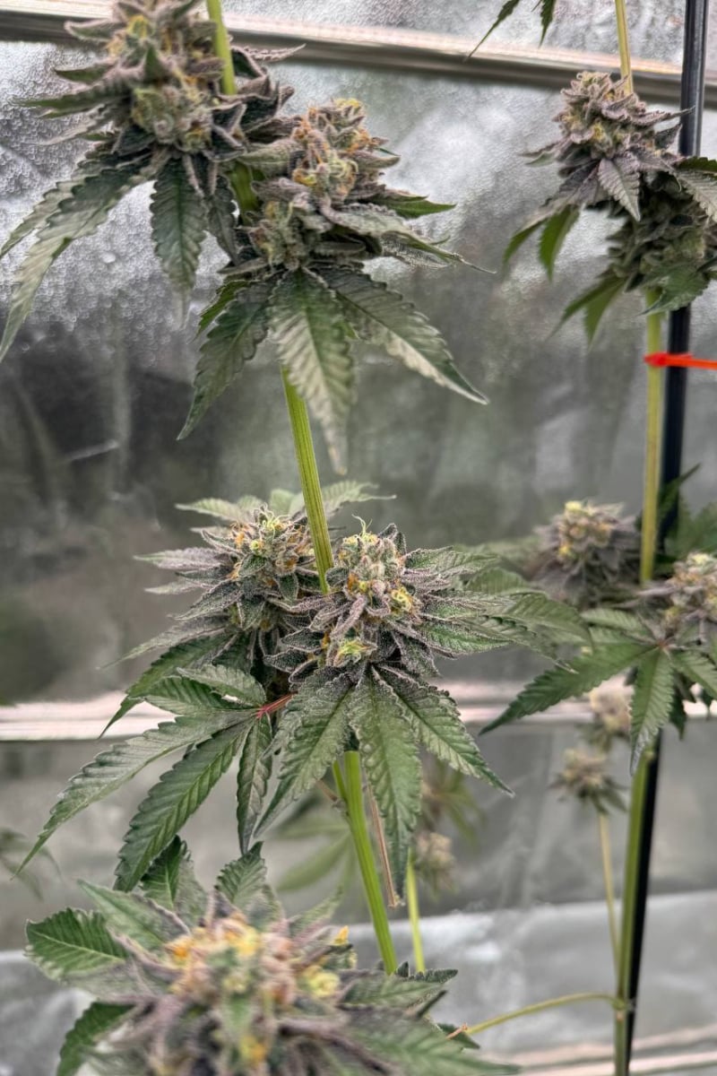 Photo of Gary Sherbet